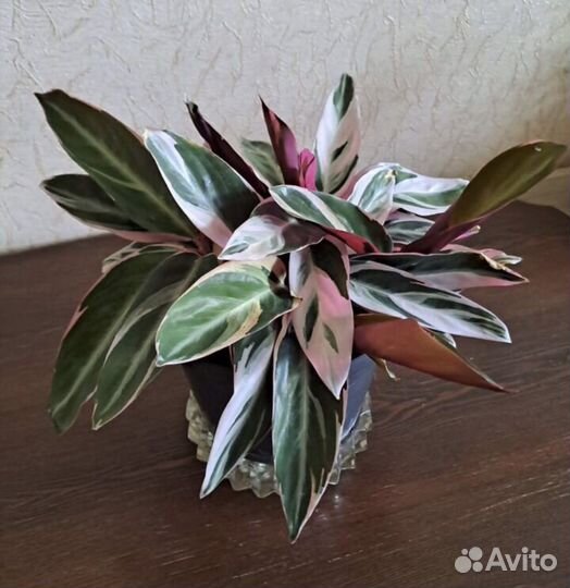 Строманта триколор