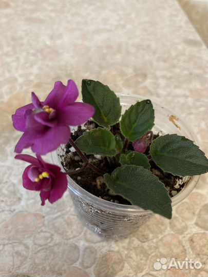 Фиалки трейлеры с цветами