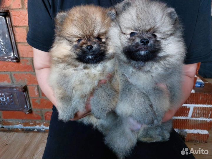 Померанский шпиц