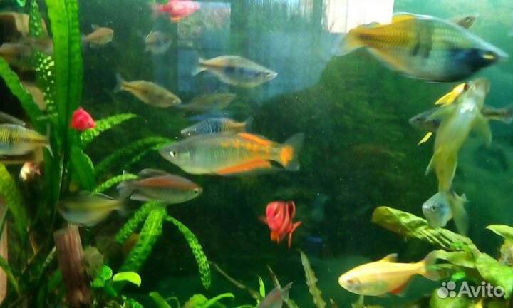 Рыбки собственного разведения много видов