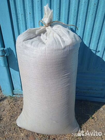 Зерно ячмень