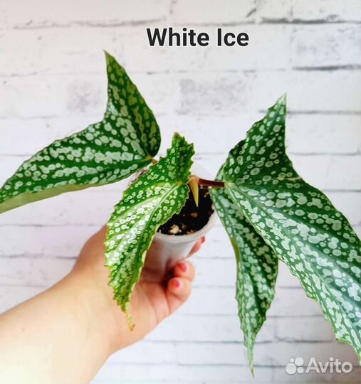 Бегонии кейн сортовые укорененные