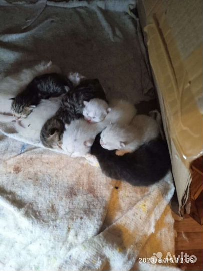 Отдам котят