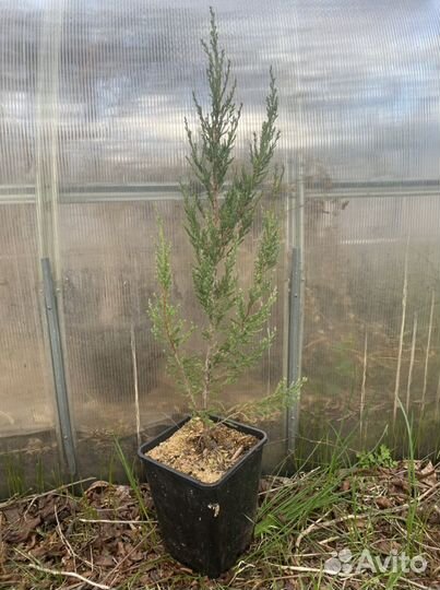 Туя, можжевельник