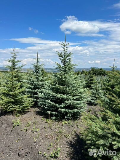 Голубая Ель