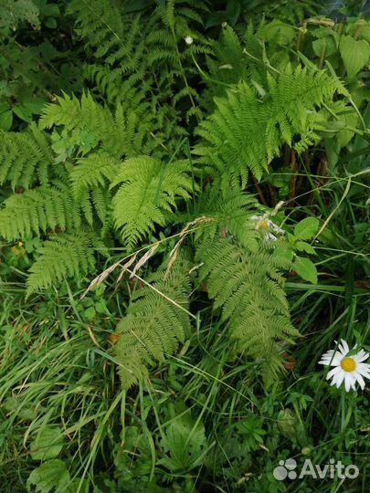 Саженцы:цветы,кусты,деревья,свежие и суш.яблоки