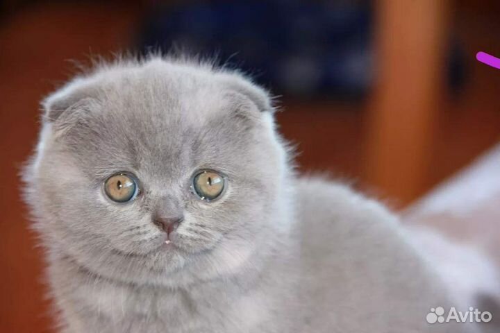 Вислоухий котенок британский