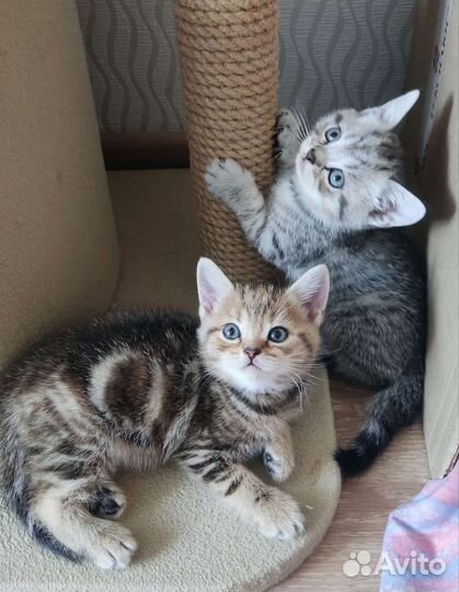Шотландские котята