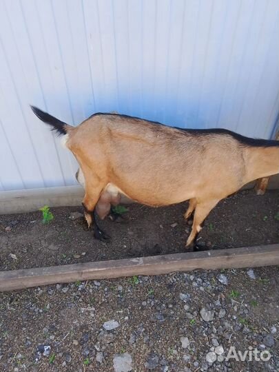 Коза дойная молочная