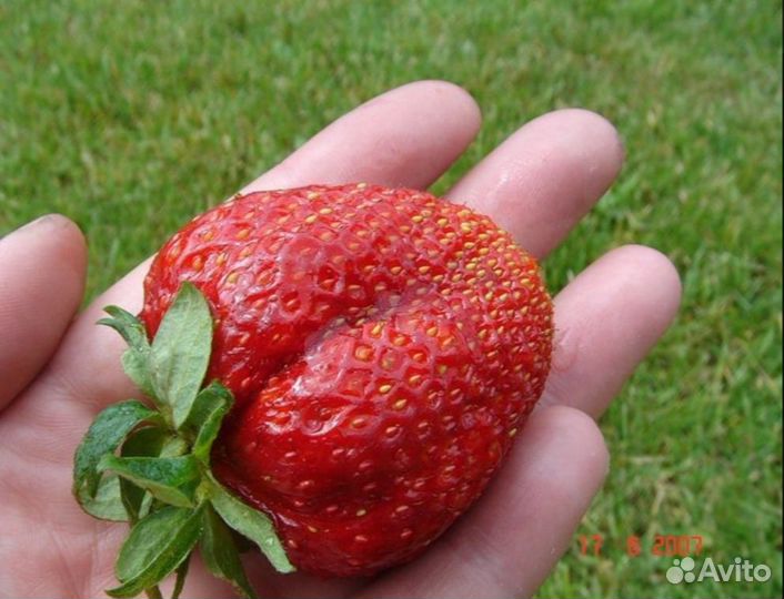 Клубника Гигантелла рассада