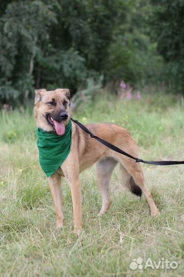 Отдам даром собаку