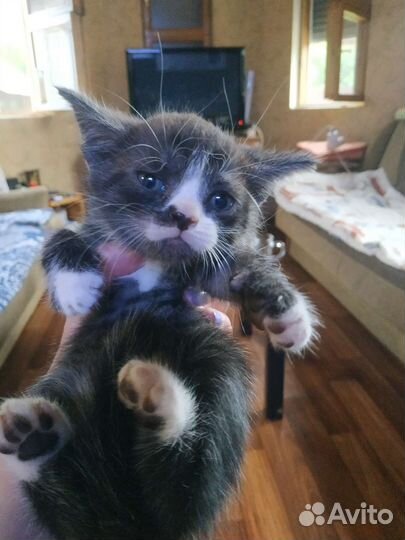 Котята от кошки Регдолл и отец веслоухий