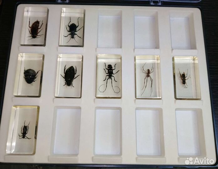 Насекомые и их знакомые Деагостини