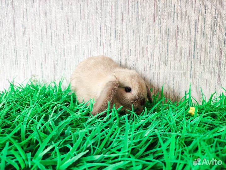 Карликовый кролик - ручной, добрый