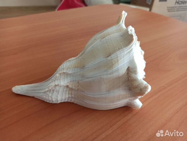 Морская раковина