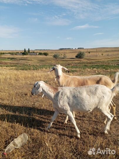 Козочки, козлики на племя и на мясо