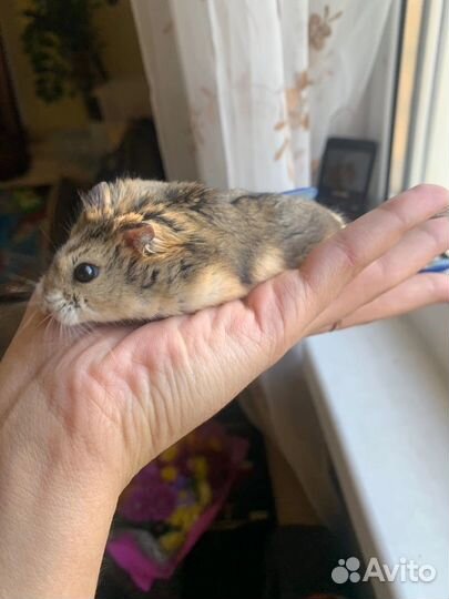 Хомячки Кэмпбелла