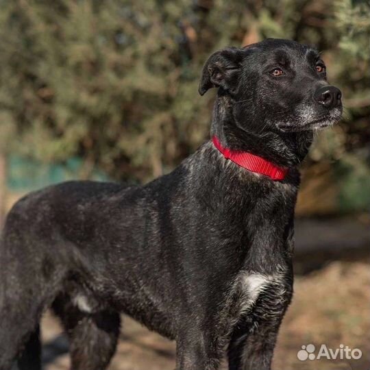 Заберите собаку из приюта