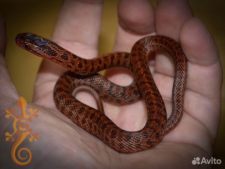 Змея узорчатый полоз (для новичка). Линия Flame