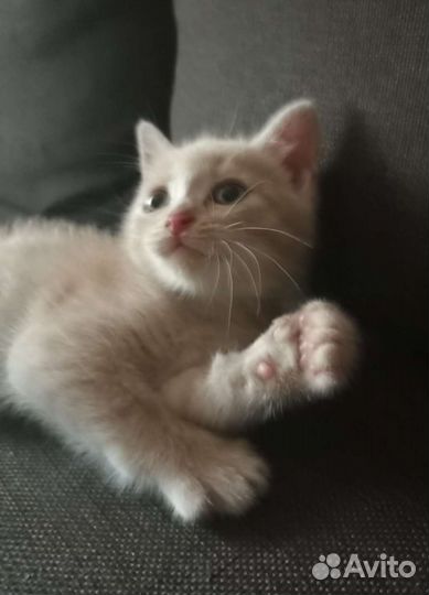 Кошка в дар бесплатно