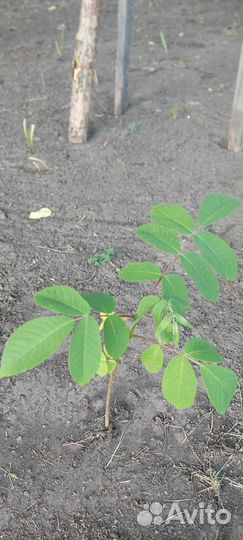 Саженцы маньчжурского ореха