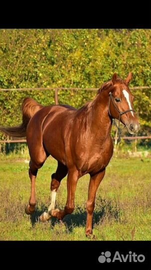 Продам лошадь