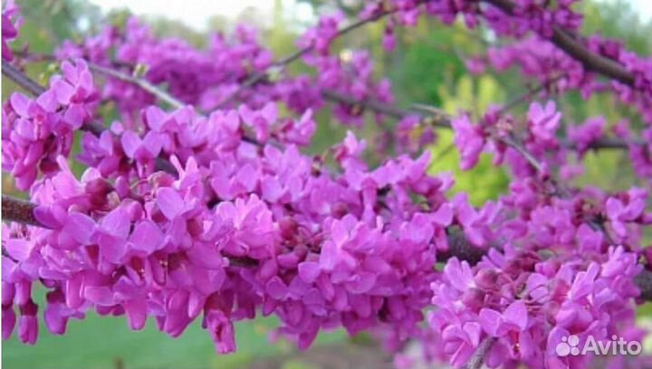 Церсис Канадский