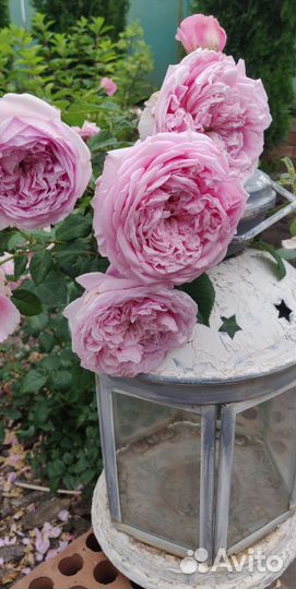 Роза пионовидная (бронь)