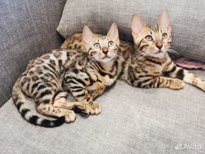 Бенгальские котята