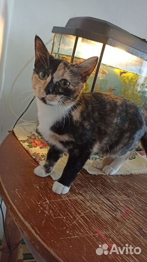 Отдам кошечку