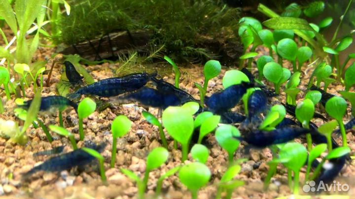 Аквариумные креветки синие