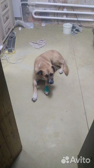 Собака в добрые руки