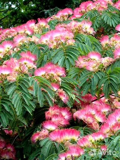 Цветущие декоративные