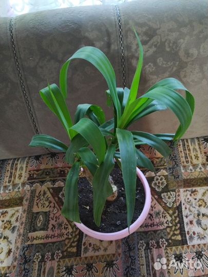 Комнатные цветы