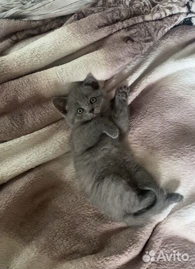 Британский котёнок мальчик голубого окраса