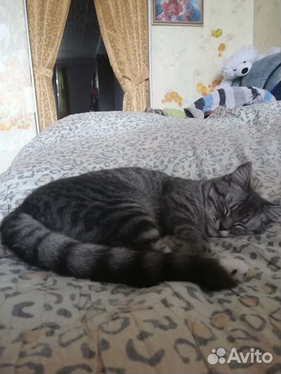 Кошка в дар бесплатно