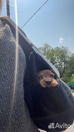 Переноска для собак