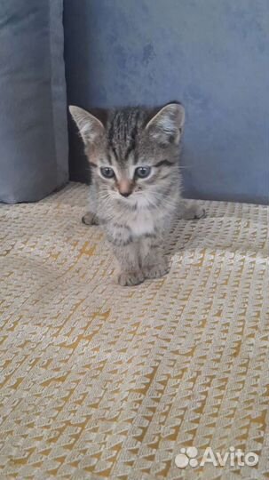 Котята в дар бесплатно