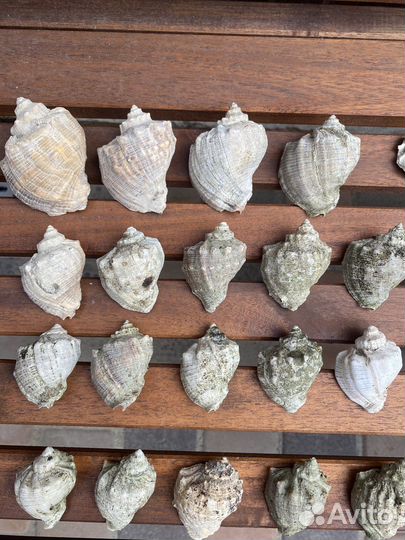 Ракушка (рапан)