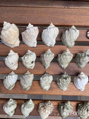 Ракушка (рапан)