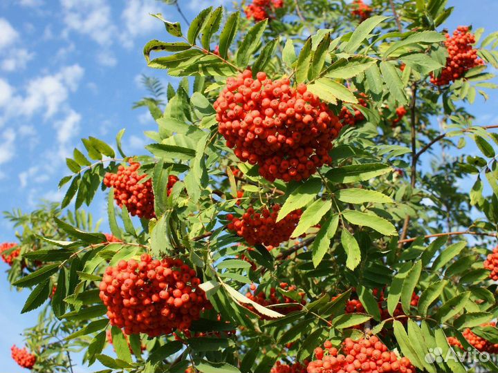 Рябины саженцы