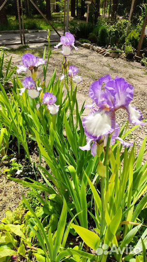 Многолетники для малоуходного сада