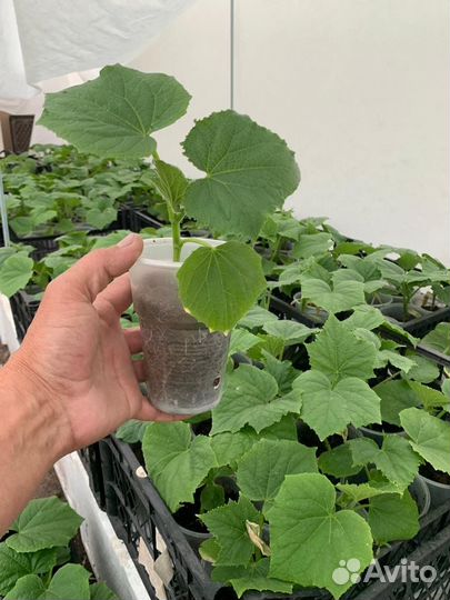 Рассада огурцов