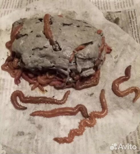 Морской червь (нереис) в глине