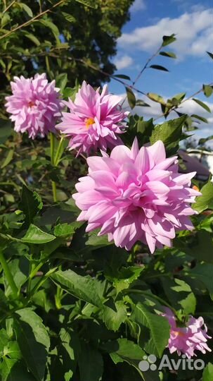 Папоротник, георгины