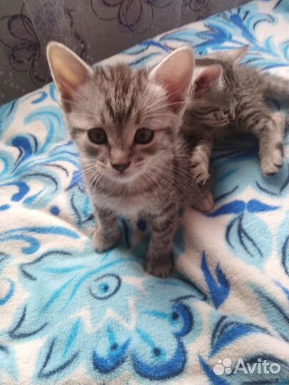 Котята бесплатно