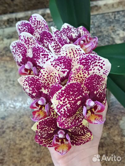 Орхидея луна роса