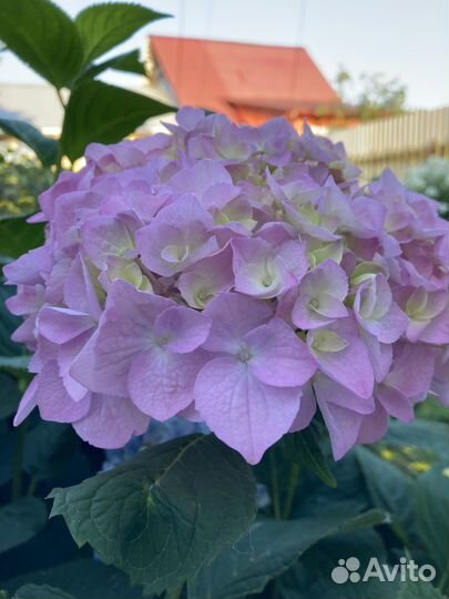 Гортензия саженцы