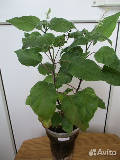 Ривина, пеперомия