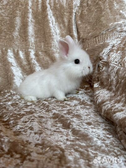 Малыши крольчата